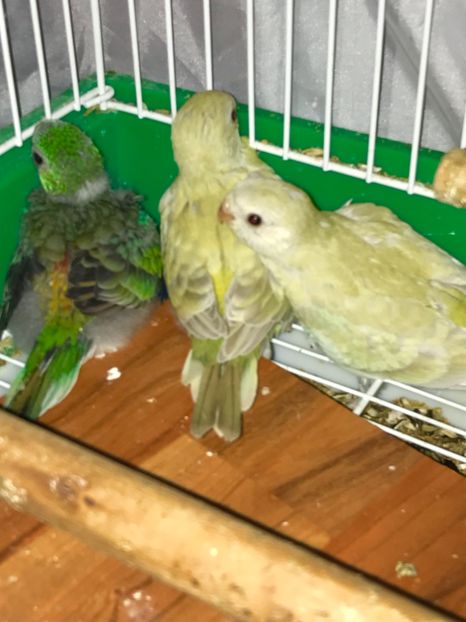  - Pui Cantatori 2017