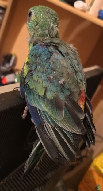  - Pui Cantatori 2017