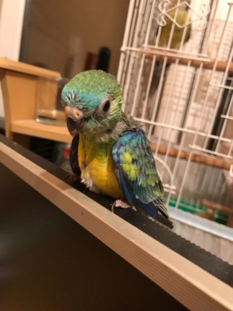  - Pui Cantatori 2017