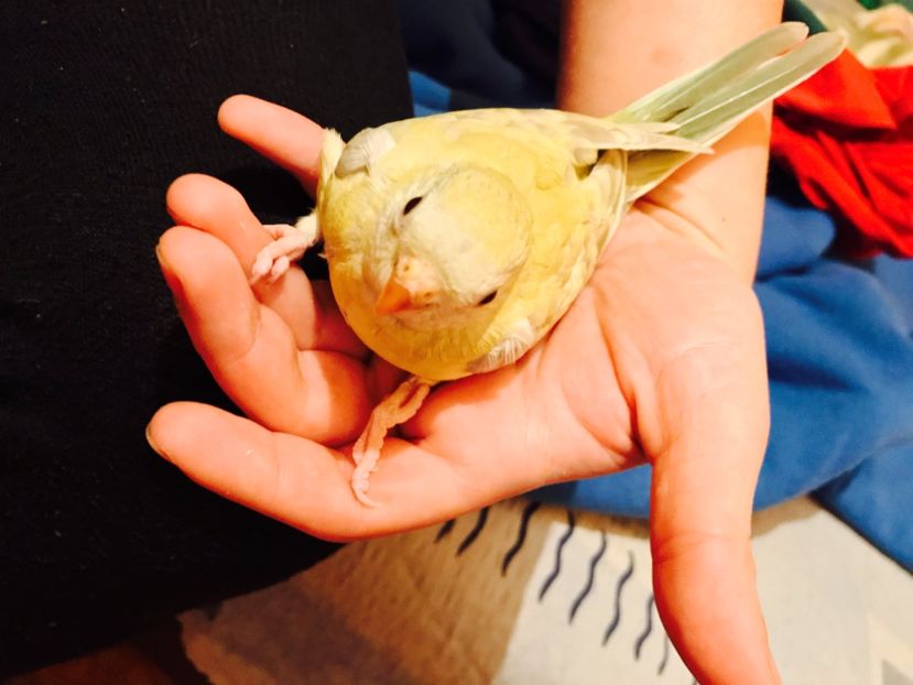  - Pui Cantatori 2017