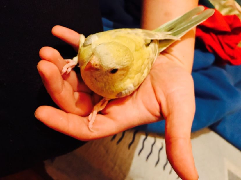  - Pui Cantatori 2017