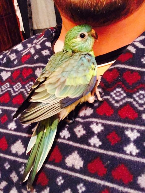  - Pui Cantatori 2017