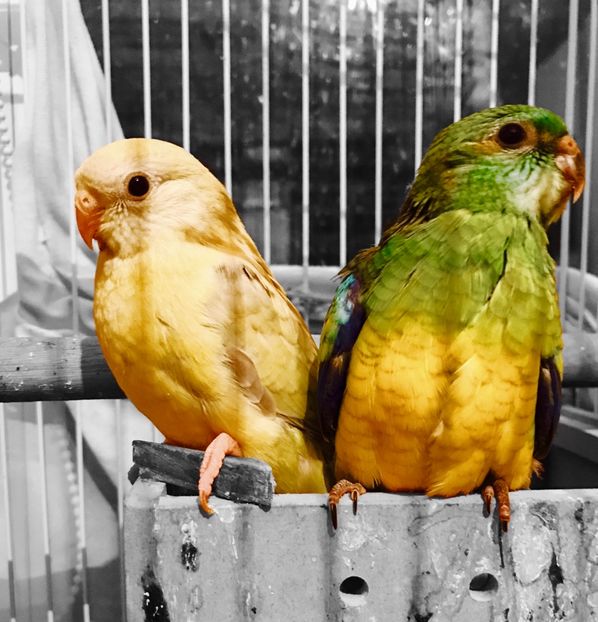  - Pui Cantatori 2017