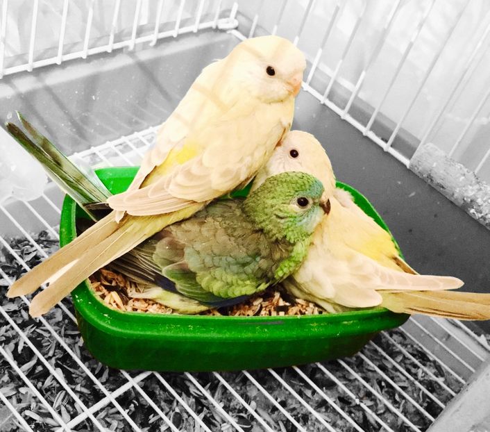  - Pui Cantatori 2017