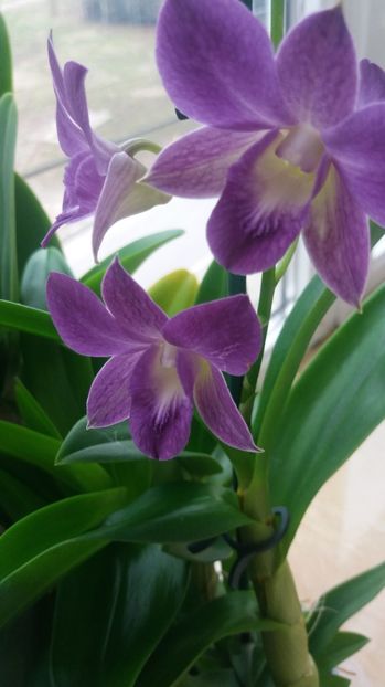  - Dendrobium phanalenopsis