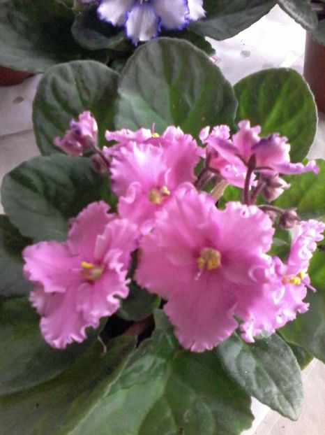  - VIOLETE DE COLECTIE 2017