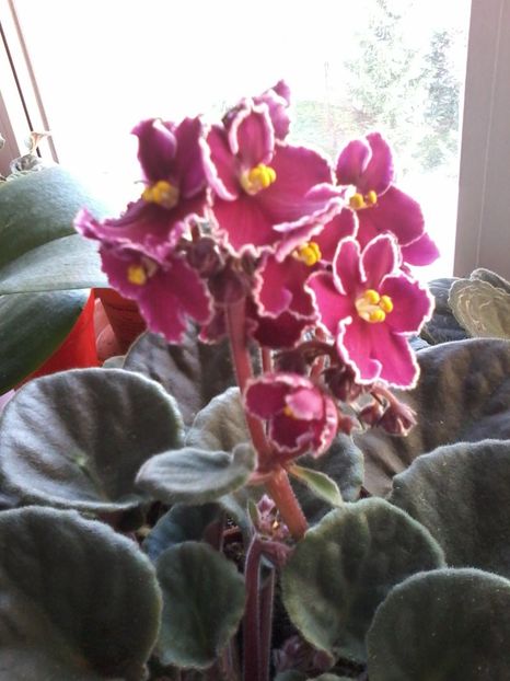  - VIOLETE DE COLECTIE 2017