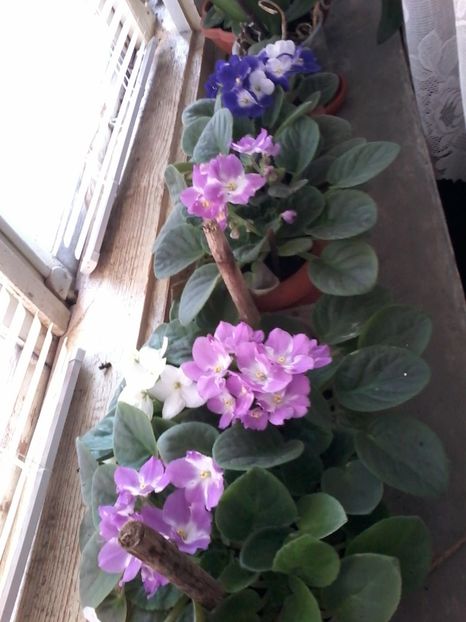  - VIOLETE DE COLECTIE 2017