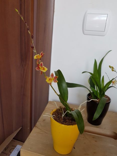 SOLD - mini Howeara Mini Primi - 28 lei - VANDUTE