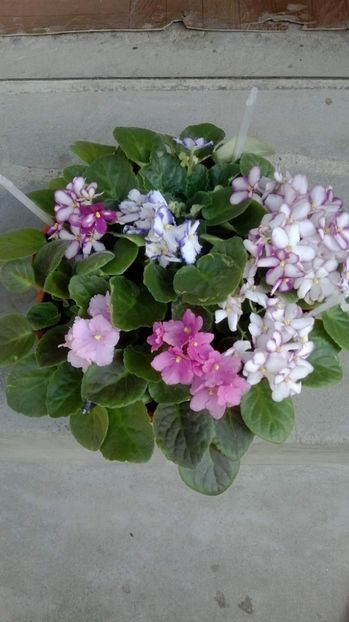 received_1425943497457161 - VIOLETE DE COLECTIE 2017