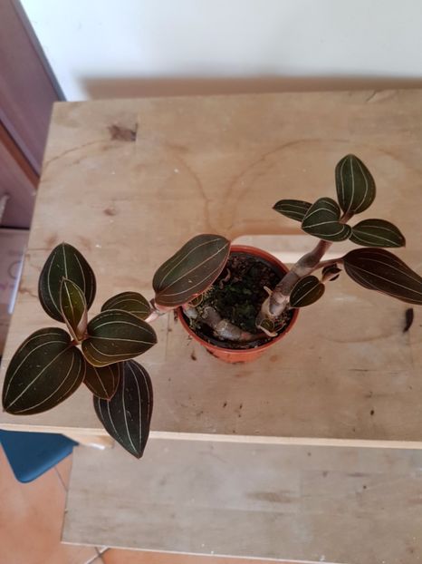 mini Ludisia Discolor - 18 lei - VANDUTE