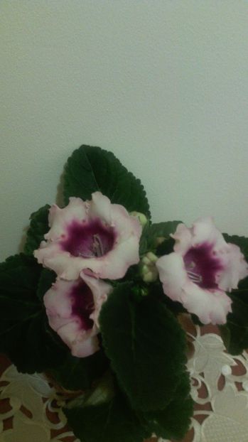  - 1GLOXINIA- 2017