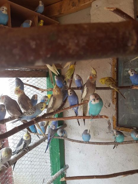 IMG-20160808-WA0005 - Papagalii