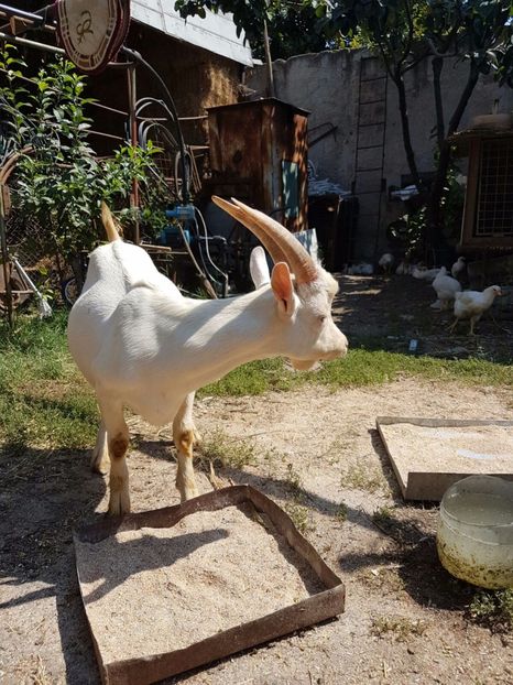 IMG-20160819-WA0006 - Capre Saanen