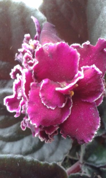  - VIOLETE DE COLECTIE 2017