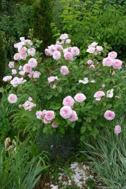 Gertrude Jekyll - 0 Achzitii trandafiri toamna 2016