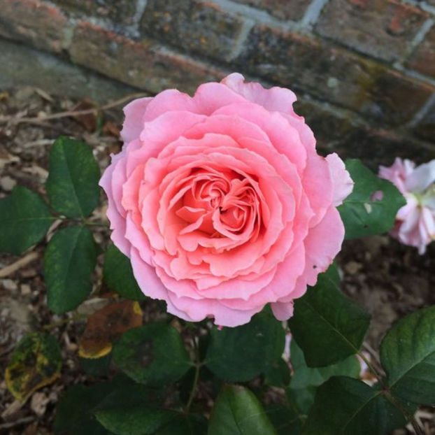 rosier-laurent-cabrol - 0 Achzitii trandafiri toamna 2016