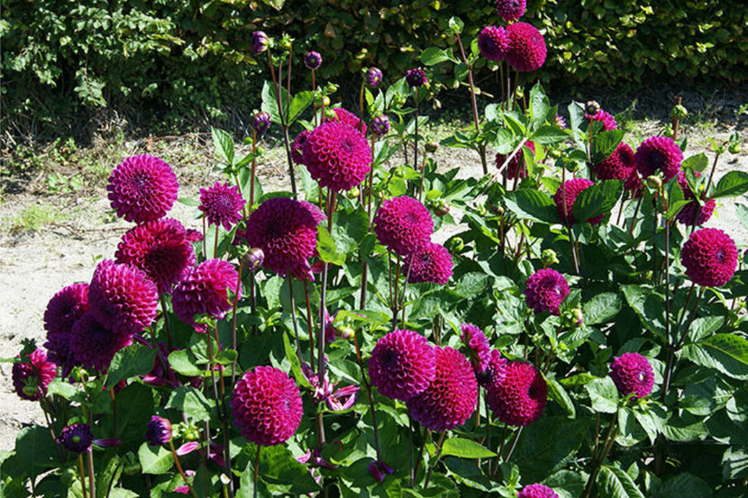 Dalia Rocco - Comanda planteo ro