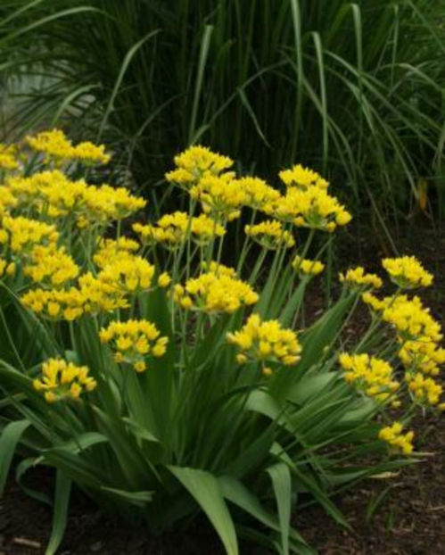 allium moly - Comanda planteo ro