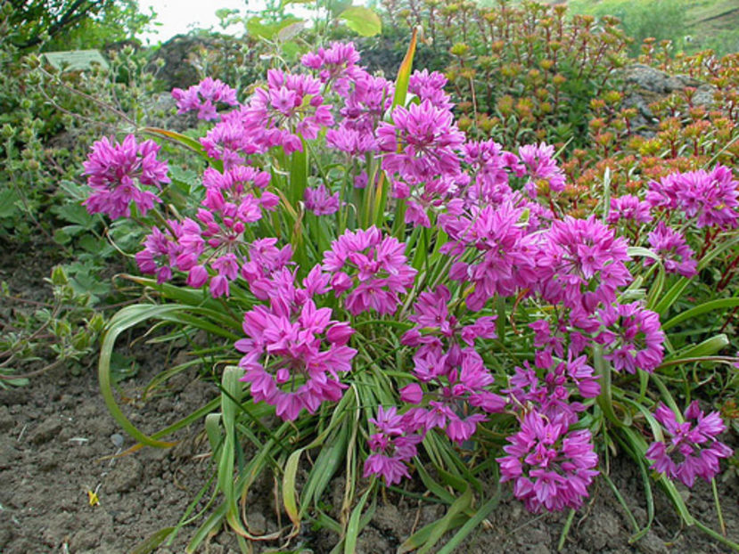 Allium oreophilum - Comanda planteo ro