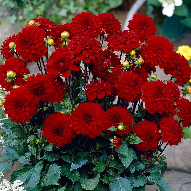 Dahlia Singer - Comanda planteo ro