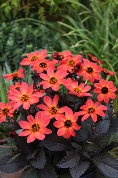 Dalia Happy Days Neon - Comanda planteo ro