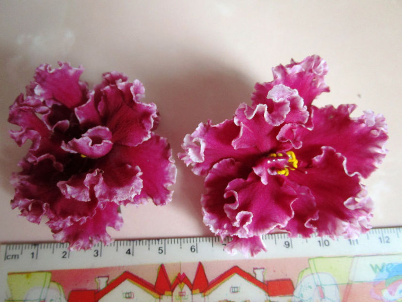 LE-Whipped Cream sp - Violete 2017