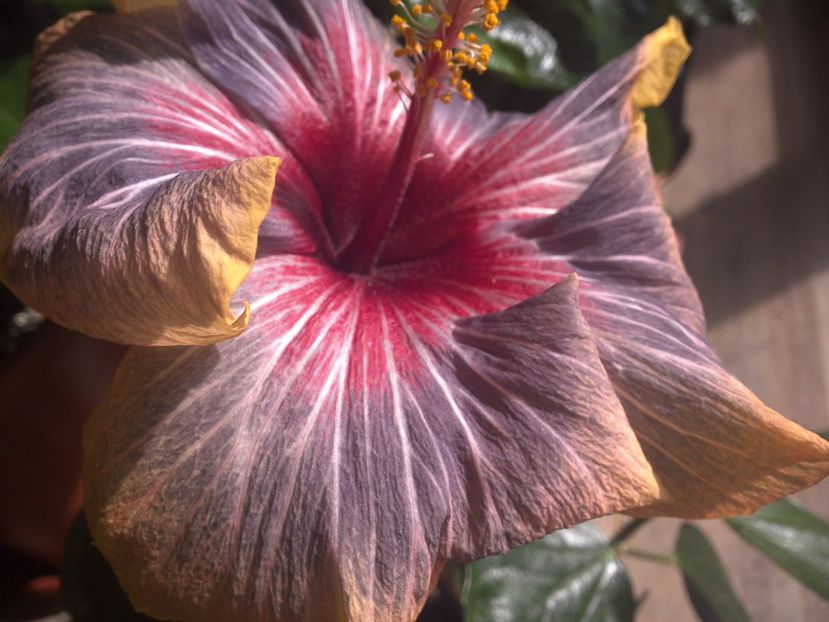 WIN_20170311_114955 - Black Rainbow