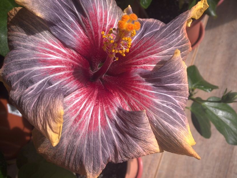 WIN_20170311_115000 - Black Rainbow