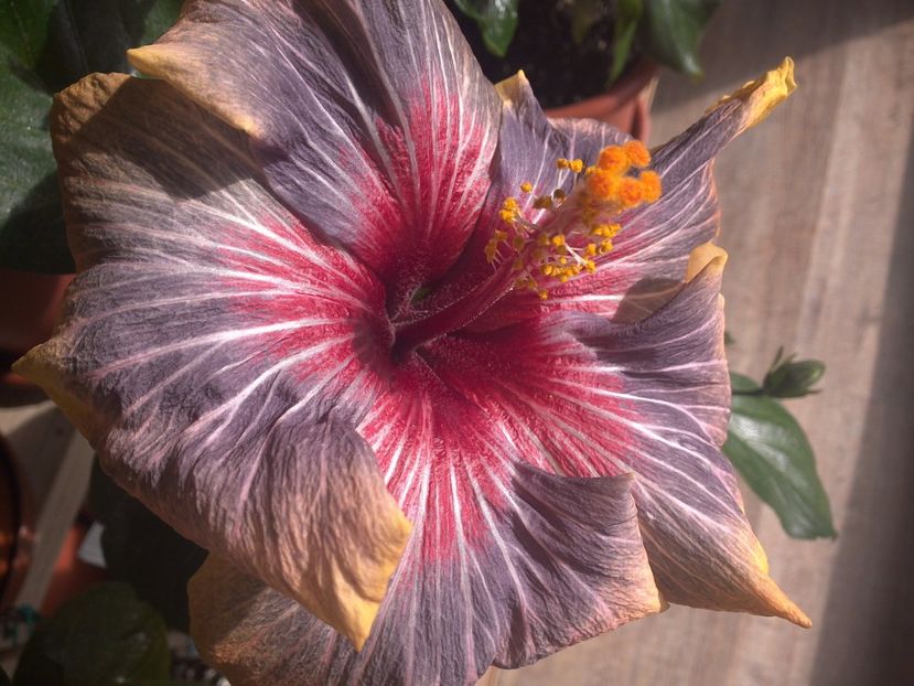 WIN_20170311_115004 - Black Rainbow