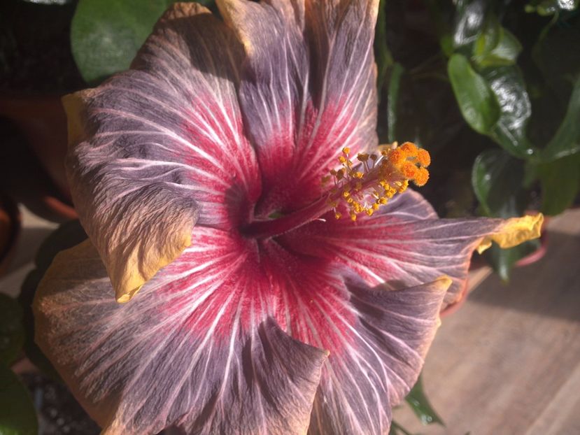 WIN_20170311_115022 - Black Rainbow