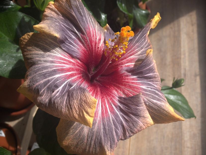 WIN_20170311_115043 - Black Rainbow