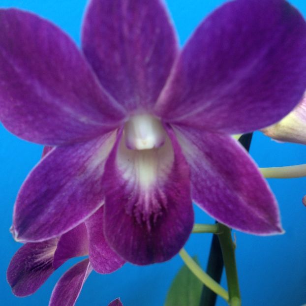 image - dendrobium