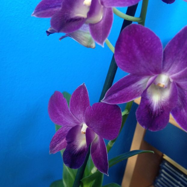 image - dendrobium