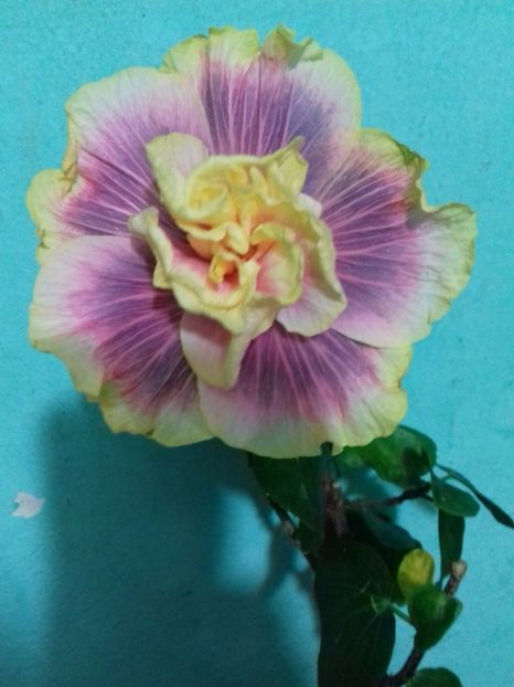  - Hibiscus Gator Magic