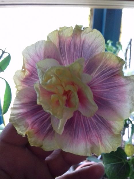  - Hibiscus Gator Magic