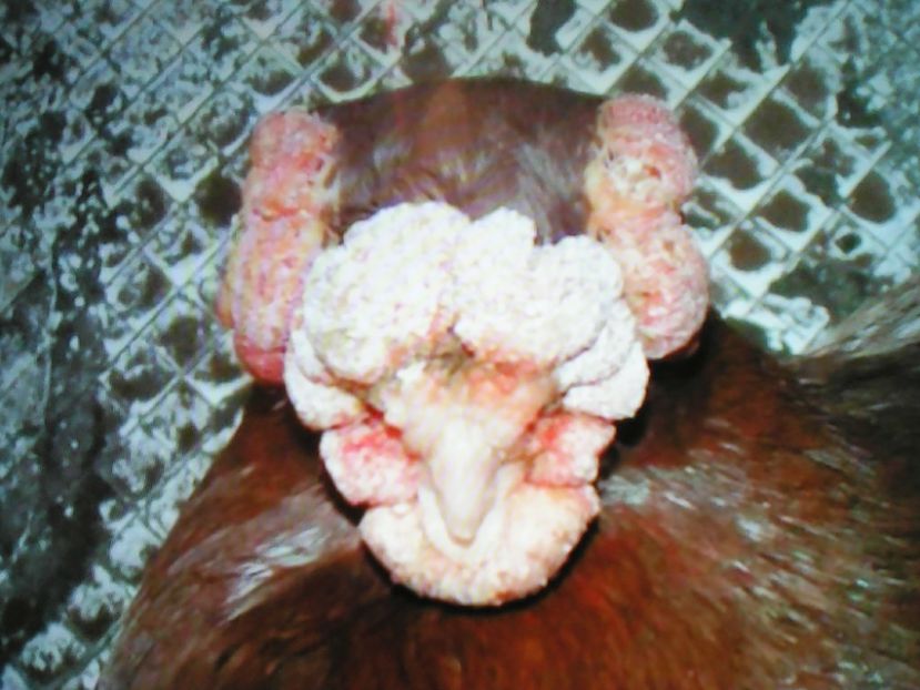  - B E R B E R I  ---    BARBS  PIGEONS