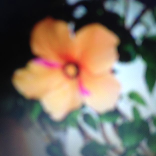 Trandafir japonez orage cu sidef - Florile mele