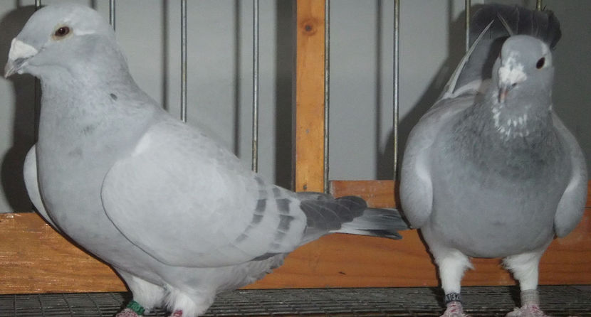  - Voiajori Standard albastrii 2017