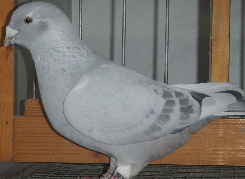  - Voiajori Standard albastrii 2017