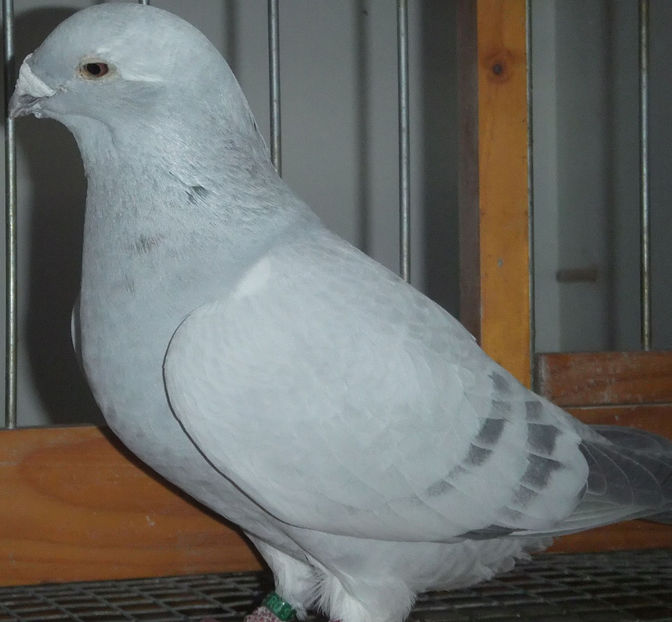  - Voiajori Standard albastrii 2017