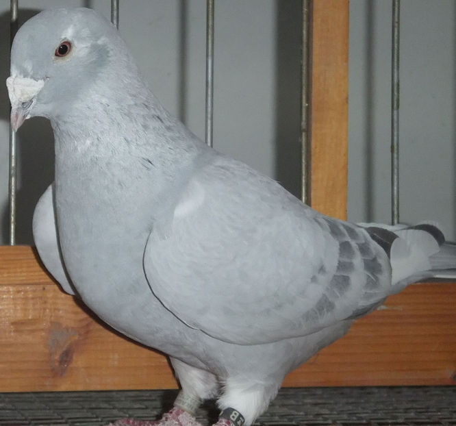  - Voiajori Standard albastrii 2017