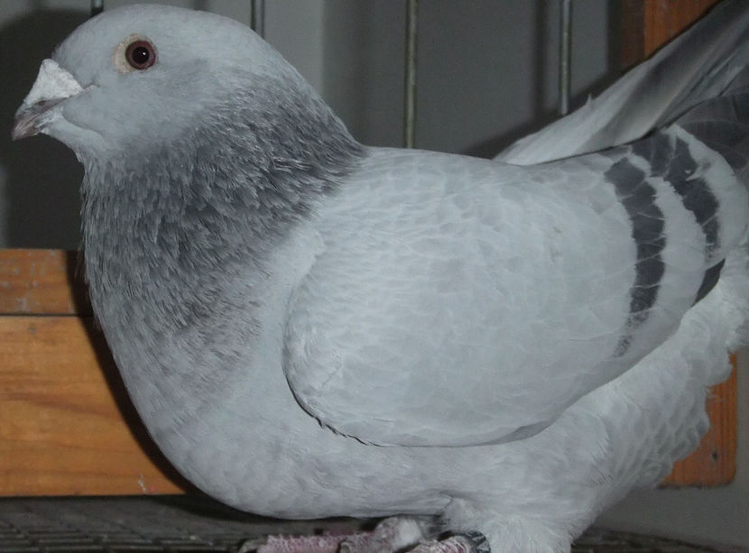  - Voiajori Standard albastrii 2017