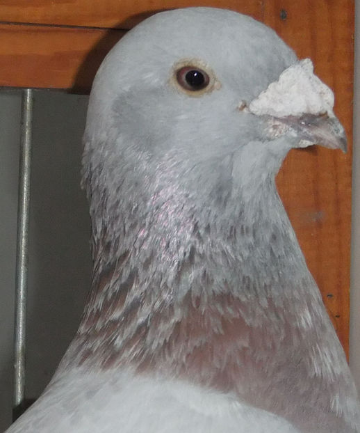  - Voiajori Standard albastrii 2017