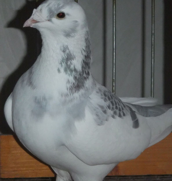  - Voiajori Standard baltati 2017