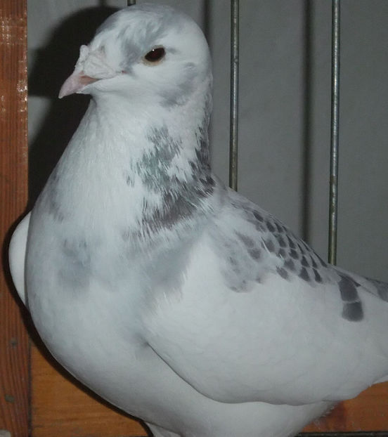  - Voiajori Standard baltati 2017