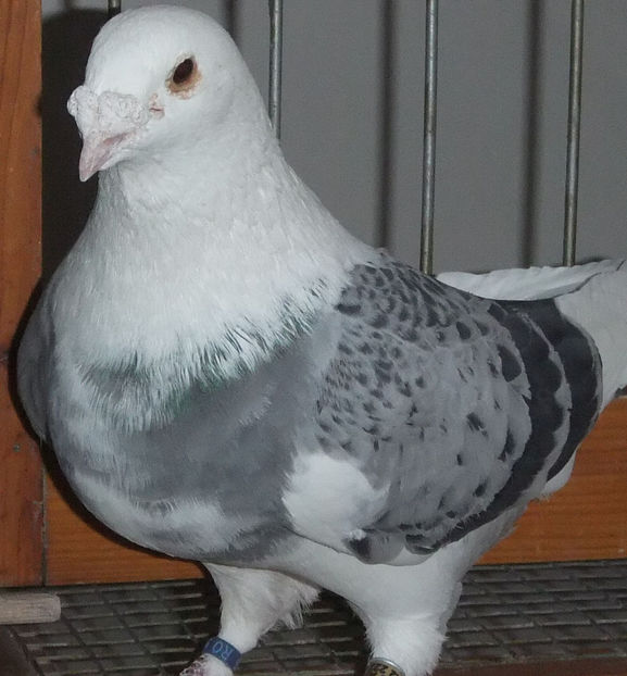  - Voiajori Standard baltati 2017