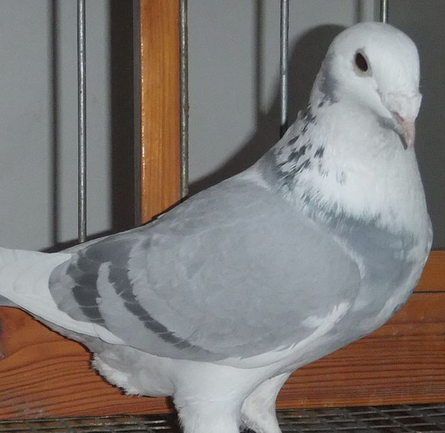  - Voiajori Standard baltati 2017