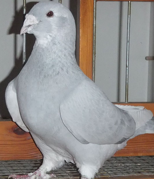  - Voiajori Standard baltati 2017