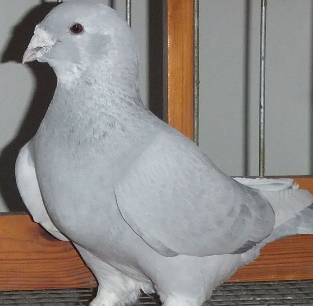  - Voiajori Standard baltati 2017